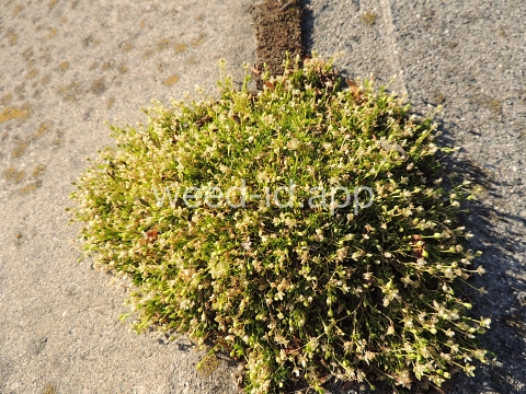 pearlwort, dwarf